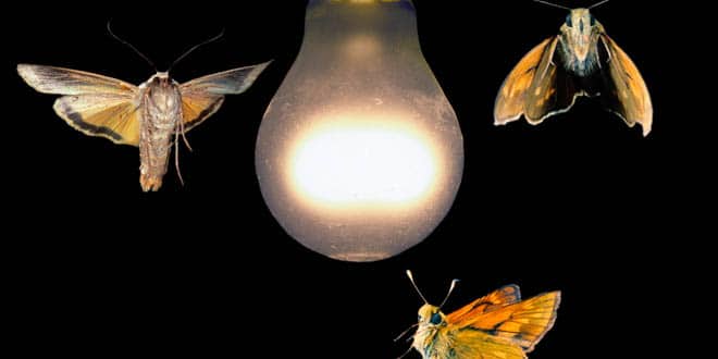insectos e iluminación artificial